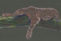 Leopard on a branch sleeping